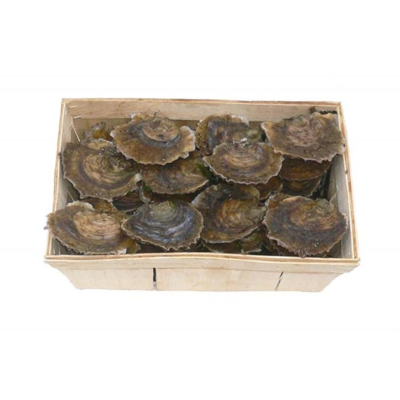 Oyster Shucker Lot de 2 pinces pour huîtres - pour fruits de, coquillages -  Pour Support Hu?tres Coquillages
