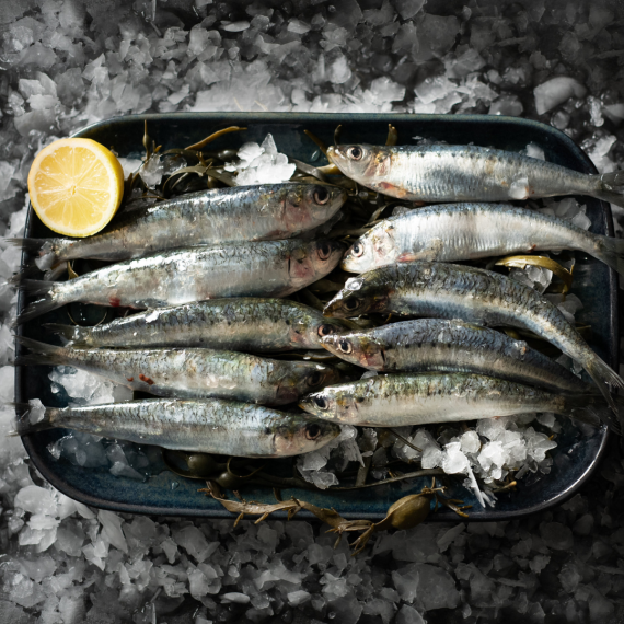 Sardines achat vente en ligne de sardines sur luximer le site de la mer