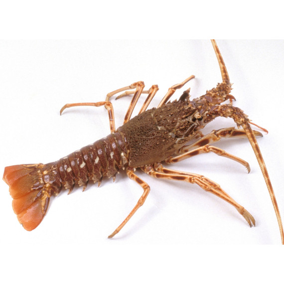 Langouste Royale CUITE - Pièce de 900g