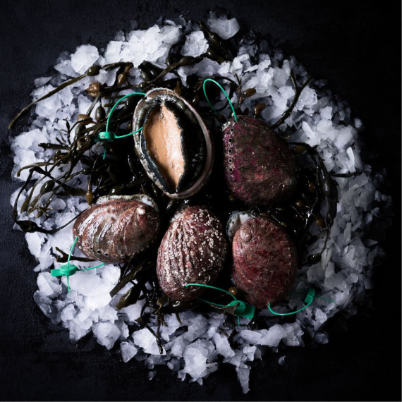 copy of Wild Abalone - Live - 1kg