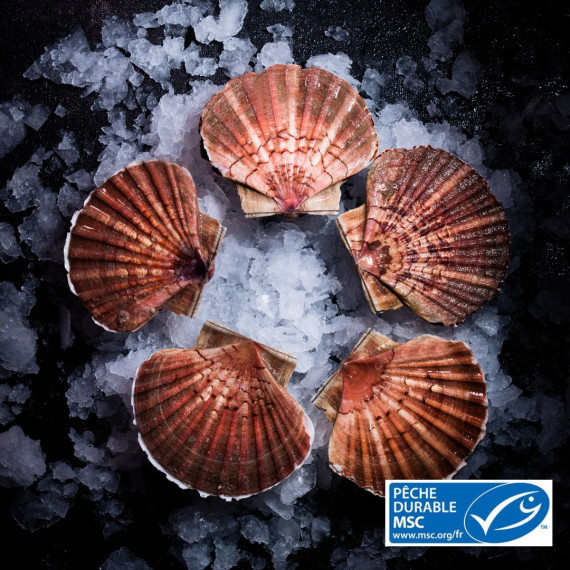 Coquilles Saint-Jacques de PLONGÉE - Grosses - 4 kg