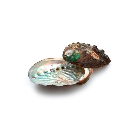 Abalone Shell - Batch of 10