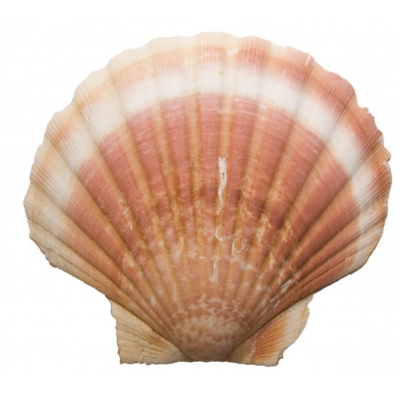 Scallop shells - buy sell scallop shells