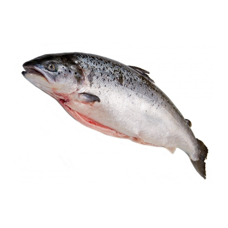 Saumon écossais Label Rouge - Achat Vente de poissons frais de Bretagne  livré en 24h !