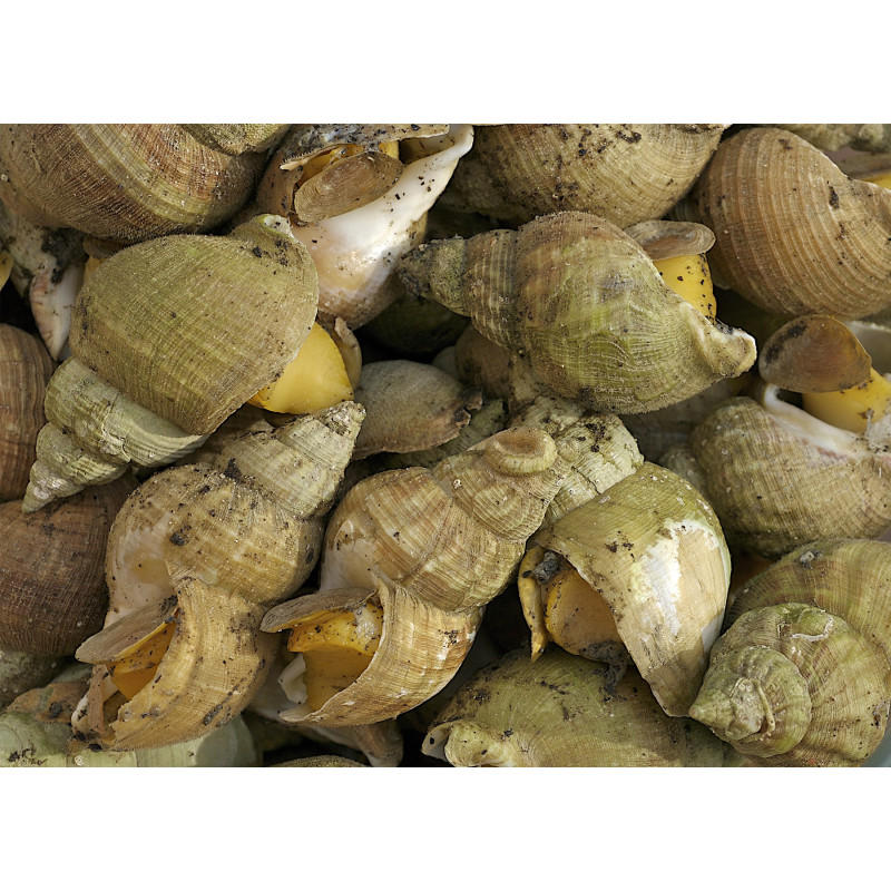 Bulots Vivants Vente Achat En Ligne De Fruits De Mer Poissons Frais